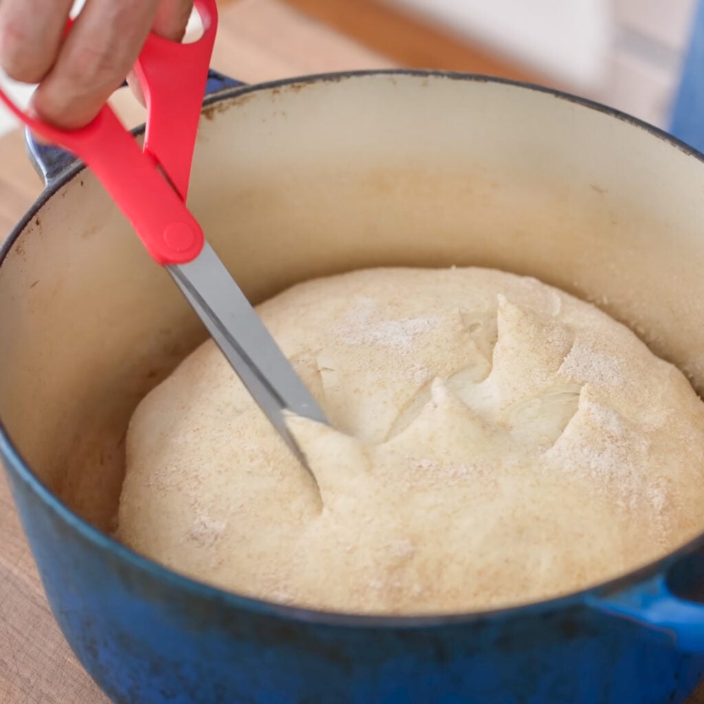 cutting bread boule with orange scissors