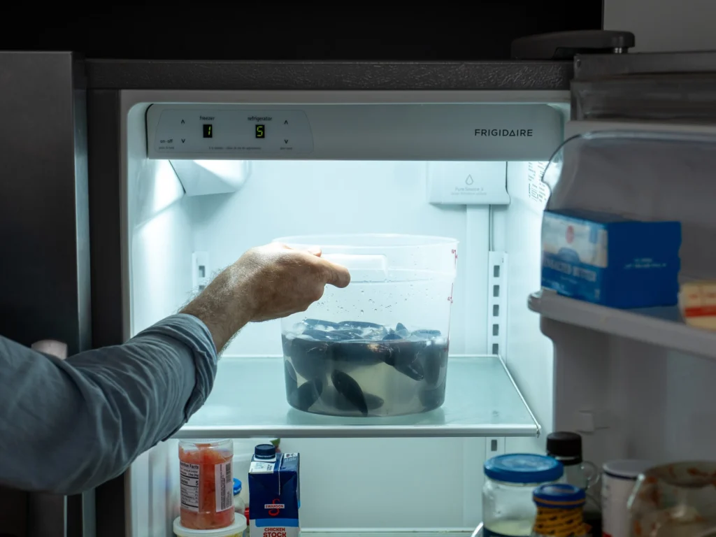 man placing container of raw mussels in ice water into refrigerator